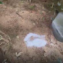 宠物纪念花园探访体验 3